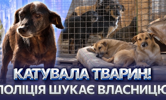 Embedded thumbnail for Кладовище тварин замість притулку: волонтери знайшли виснажених собак та безліч трупів