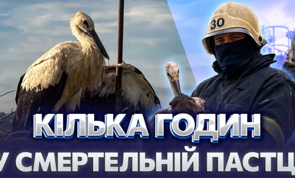 Embedded thumbnail for Пробив крило наскрізь: драматичний порятунок двох лелек. Бійці ДСНС зробили неймовірне