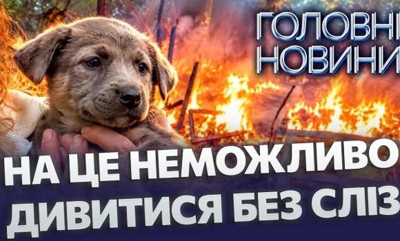 Embedded thumbnail for Загорівся притулок з 50 собаками: тіла тварин вкриті опіками. Підозрюють навмисний підпал