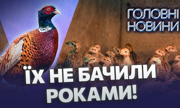 Embedded thumbnail for Королівські птахи повертаються: на Вінниччині відбудували фазанарій. Перші пташенята вже вилупилися