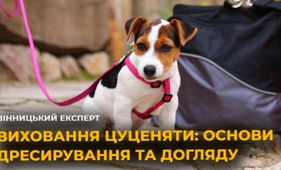 Embedded thumbnail for Як виховати цуценя? Поради кінолога