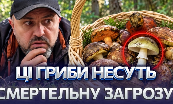 Embedded thumbnail for Гриб-вбивця у вашому кошику: його токсини руйнують органи. Симптоми можуть з'явитися через добу