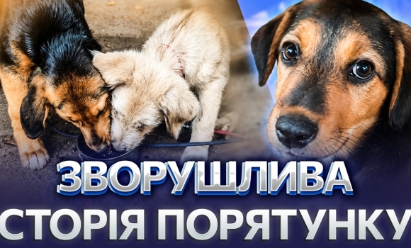 Embedded thumbnail for Народилися під обстрілами: прикордонники врятували двох цуценят. З передової — на львівську СТО