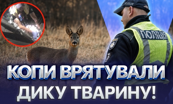Embedded thumbnail for Лежала біля дороги зі зламаною ніжкою: пораненій козулі подарували шанс на життя