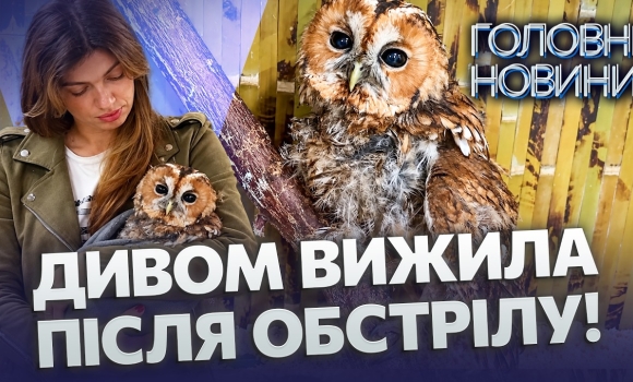 Embedded thumbnail for Постраждала під час ворожої атаки: на Вінниччині рятують сову. Обгоріло пір'я та травмовані легені