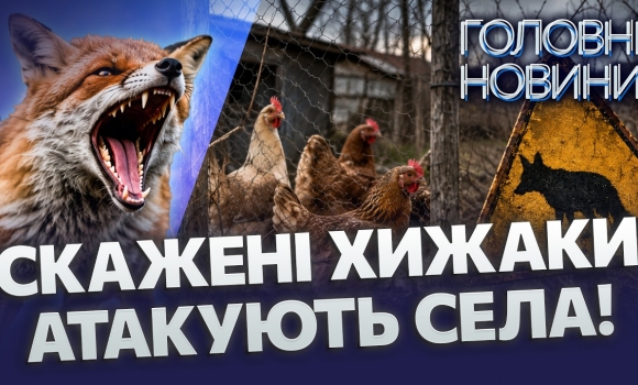 Embedded thumbnail for Нашестя хворих лисиць на Вінниччині: кидаються на людей. Вірус сказу шириться селами: люди на уколах