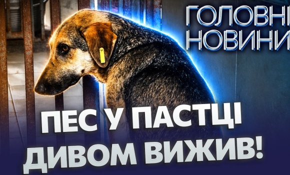 Embedded thumbnail for Жахлива пастка: пес ледь не загинув на паркані! Його врятували