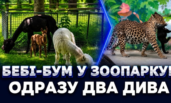 Embedded thumbnail for Сенсація у вінницькому зоопарку: потомство альпак здивувало всіх, перша двійня леопардів