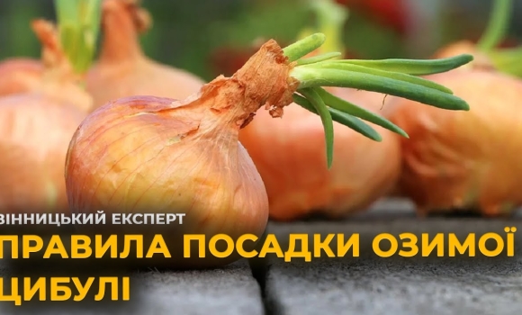 Embedded thumbnail for Посадка озимої цибулі: секрети щедрого врожаю