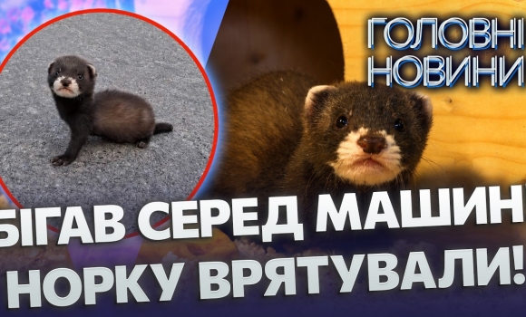 Embedded thumbnail for Шокуюча знахідка під Вінницею. Дитинча норки ледь не загинуло під колесами: йому лише 6 тижнів