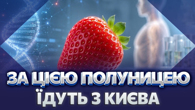 Embedded thumbnail for Велика полуниця — це хімія? Секрет найсолодшої ягоди Вінниччини. Як рятують врожай від негоди