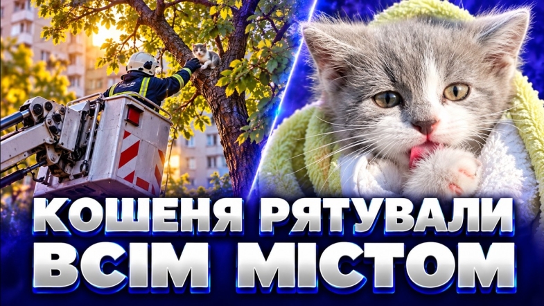 Embedded thumbnail for Кілька діб кричало про допомогу! Тримісячне кошеня застрягло на дереві. Врятували з автовишки