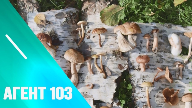 Embedded thumbnail for Поради щодо вживання грибів