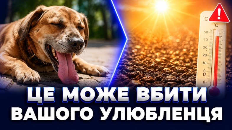 Embedded thumbnail for Будьте обережними: ветеринари попередили про смертельну небезпеку. Фатальні помилки власників