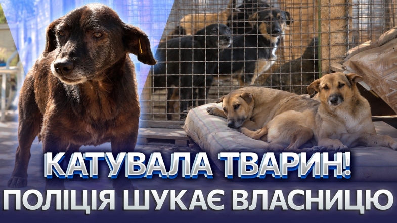 Embedded thumbnail for Кладовище тварин замість притулку: волонтери знайшли виснажених собак та безліч трупів