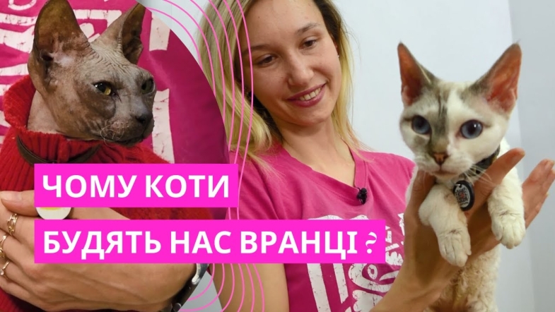 Embedded thumbnail for Особливості поведінки котів: вчимося розуміти своїх чотирилапих | Вінницький експерт