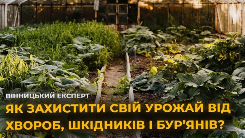 Embedded thumbnail for Як захистити врожай від шкідників? Ефективні препарати для збереження рослин