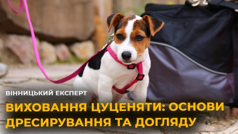 Embedded thumbnail for Як виховати цуценя? Поради кінолога