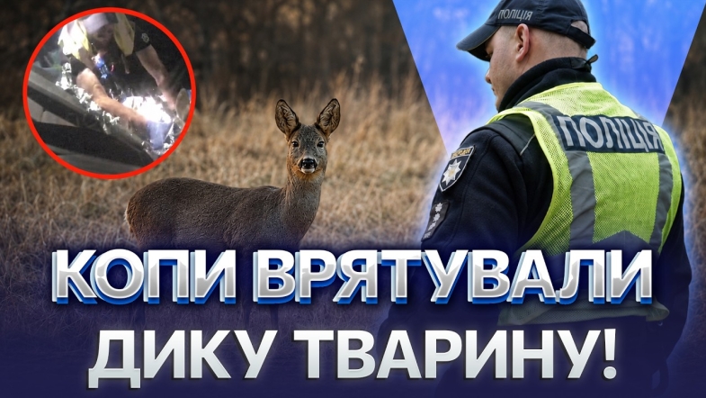 Embedded thumbnail for Лежала біля дороги зі зламаною ніжкою: пораненій козулі подарували шанс на життя