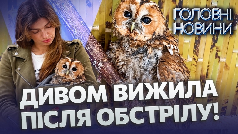 Embedded thumbnail for Постраждала під час ворожої атаки: на Вінниччині рятують сову. Обгоріло пір'я та травмовані легені