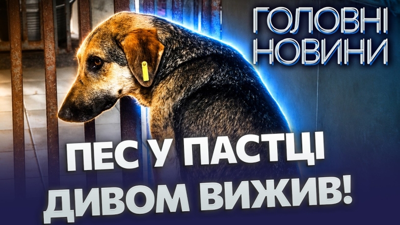 Embedded thumbnail for Жахлива пастка: пес ледь не загинув на паркані! Його врятували