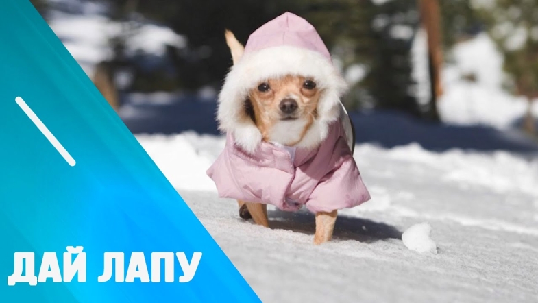 Embedded thumbnail for Чи треба одягати домашніх тварин взимку?