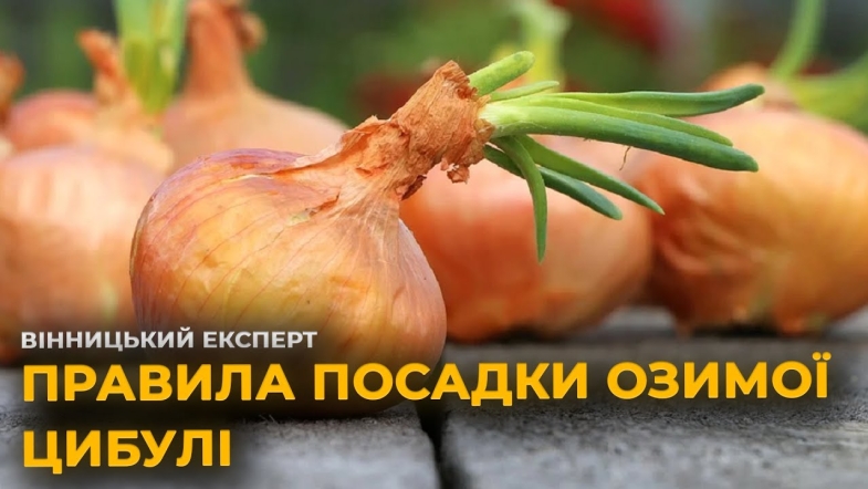 Embedded thumbnail for Посадка озимої цибулі: секрети щедрого врожаю