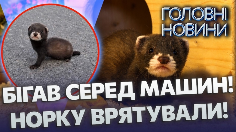 Embedded thumbnail for Шокуюча знахідка під Вінницею. Дитинча норки ледь не загинуло під колесами: йому лише 6 тижнів