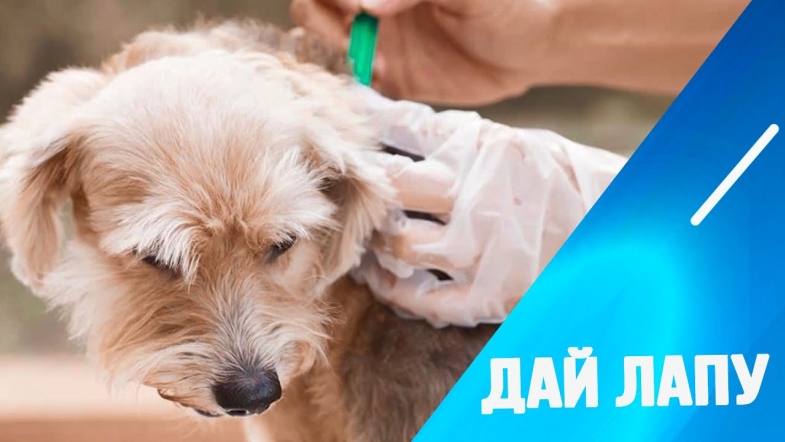 Embedded thumbnail for Кліщі у тварин: профілактика та лікування