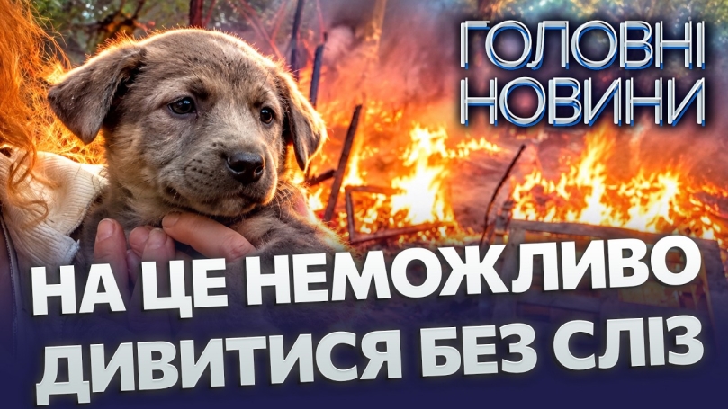 Embedded thumbnail for Двоє собак загинули, цуценя з тяжкими опіками: волонтери впевнені, що прихисток у Вінниці підпалили навмисно