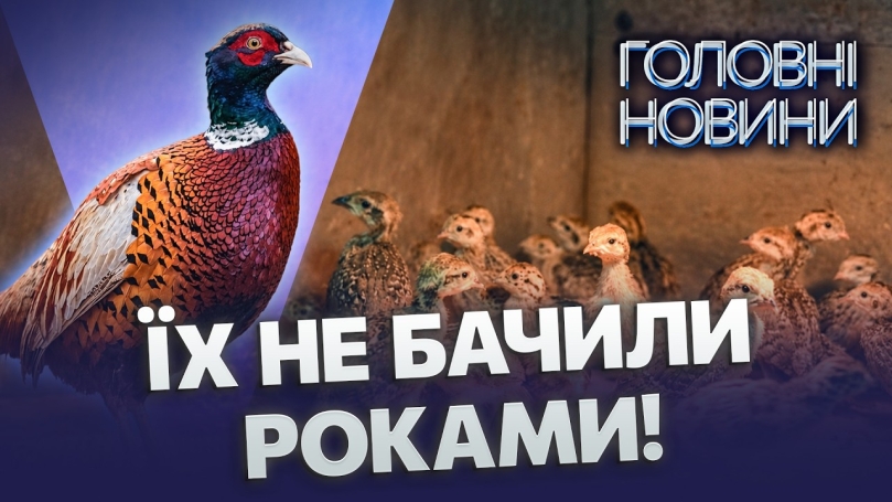 Embedded thumbnail for Королівські птахи повертаються: на Вінниччині відбудували фазанарій. Перші пташенята вже вилупилися