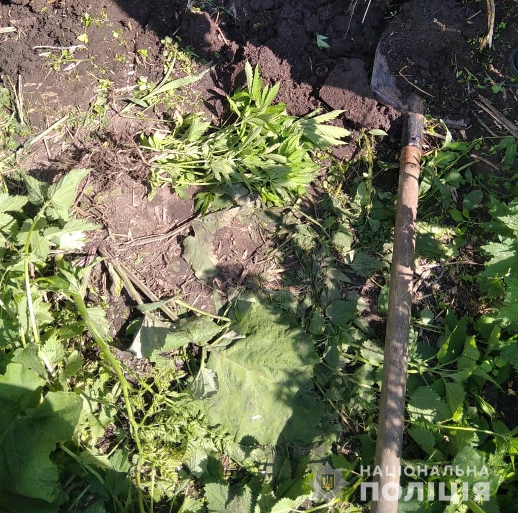 У мешканців Гайсинського та Жмеринського районів знайшли посіви конопель