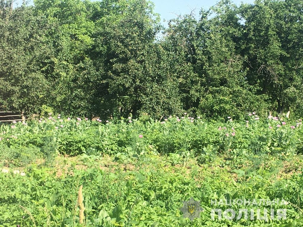 В трьох жителів Вінницької області виявили посіви заборонених наркотичних рослин