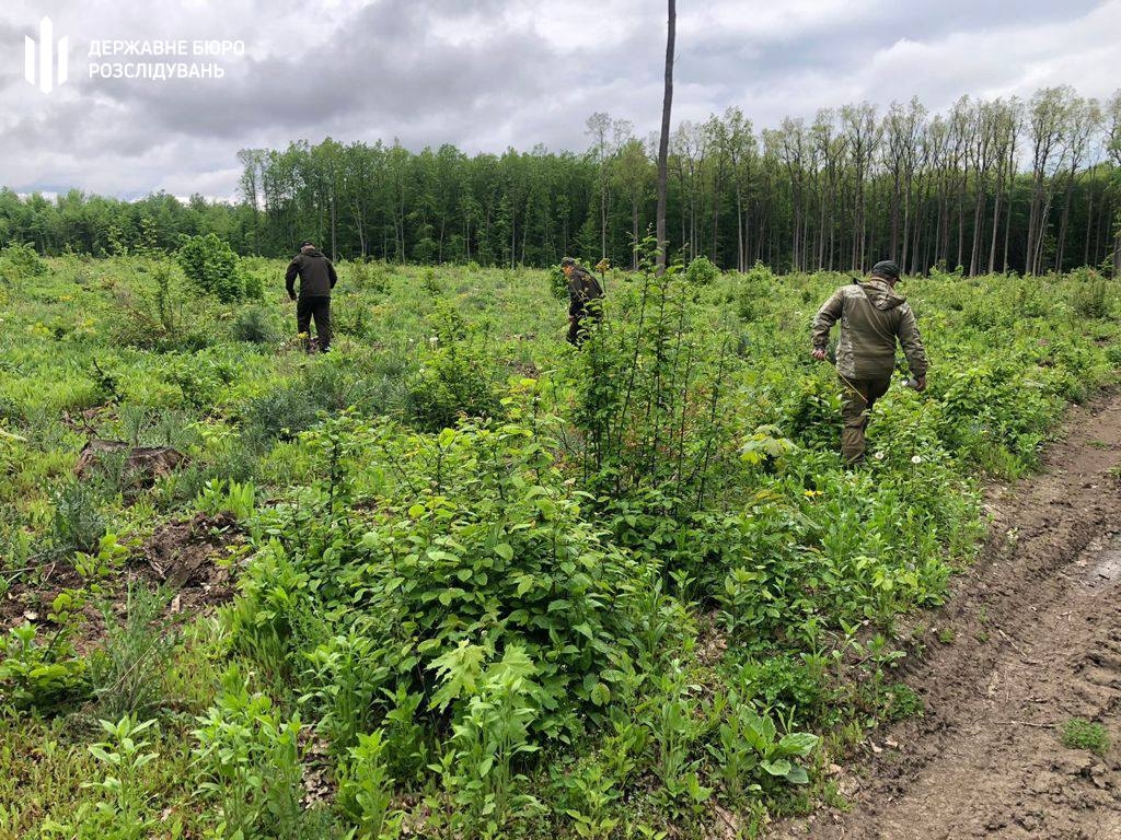 На Вінниччині незаконно вирубали понад п'ять тисяч дерев