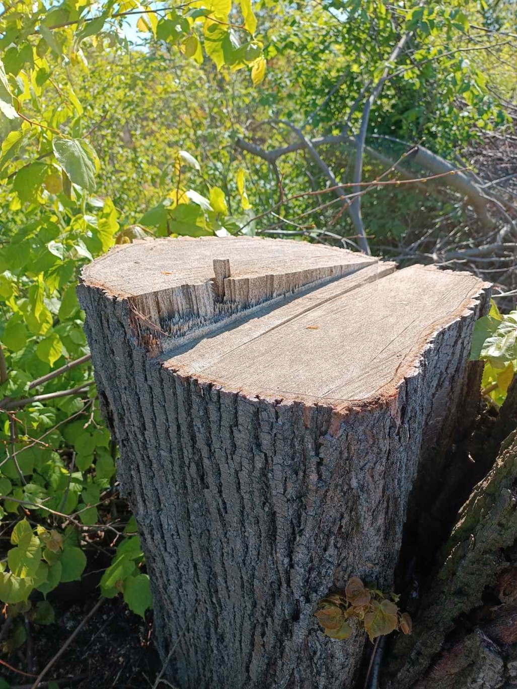 На Жмеринщині незаконно вирубали дерев на понад 800 тис. грн