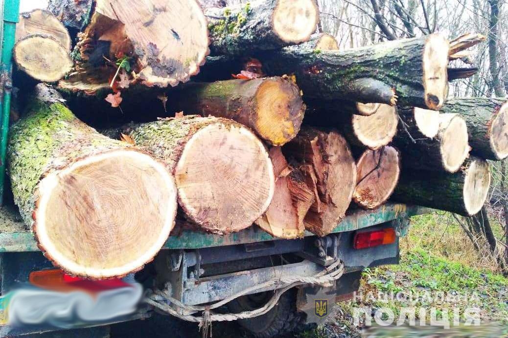 В Жмеринському районі «чорні лісоруби» вирізали дуби на території дитячого табору