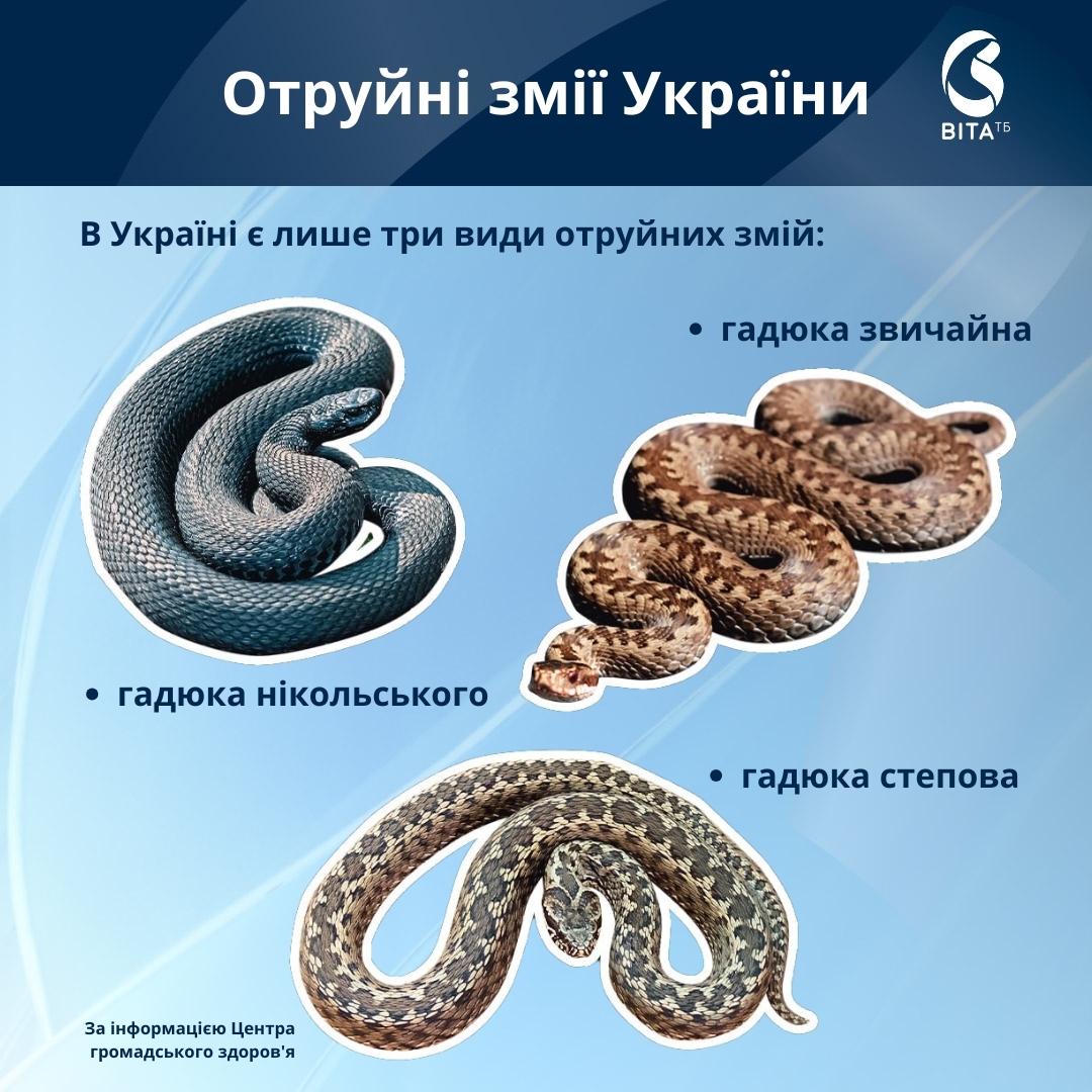 За рік понад 230 українців постраждали від укусів змій, один випадок – смертельний