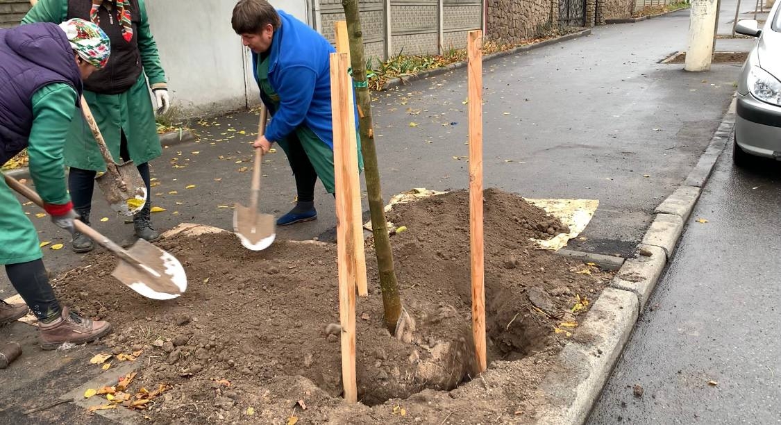 У Вінниці висаджують клени по вулиці Пирогова