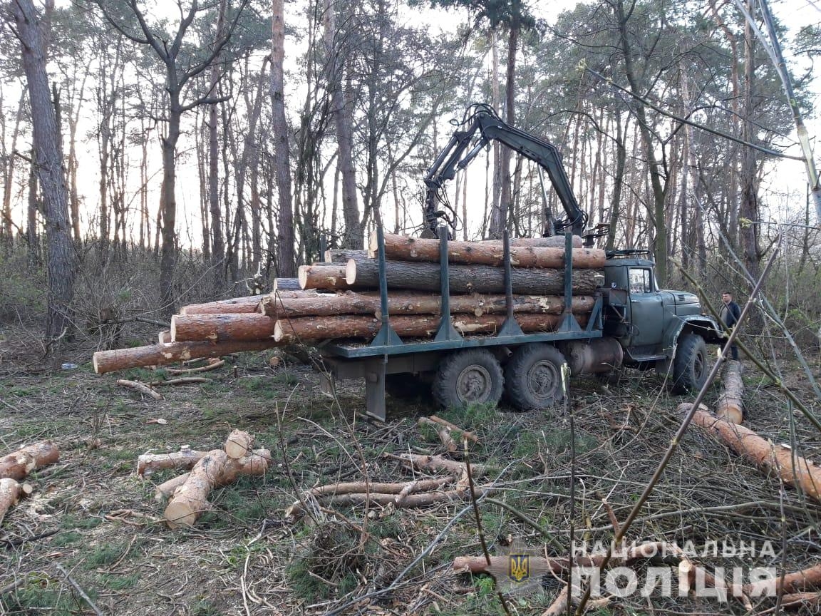 На Вінниччині посадовців одного з лісгоспів підозрюють у незаконній вирубці лісів