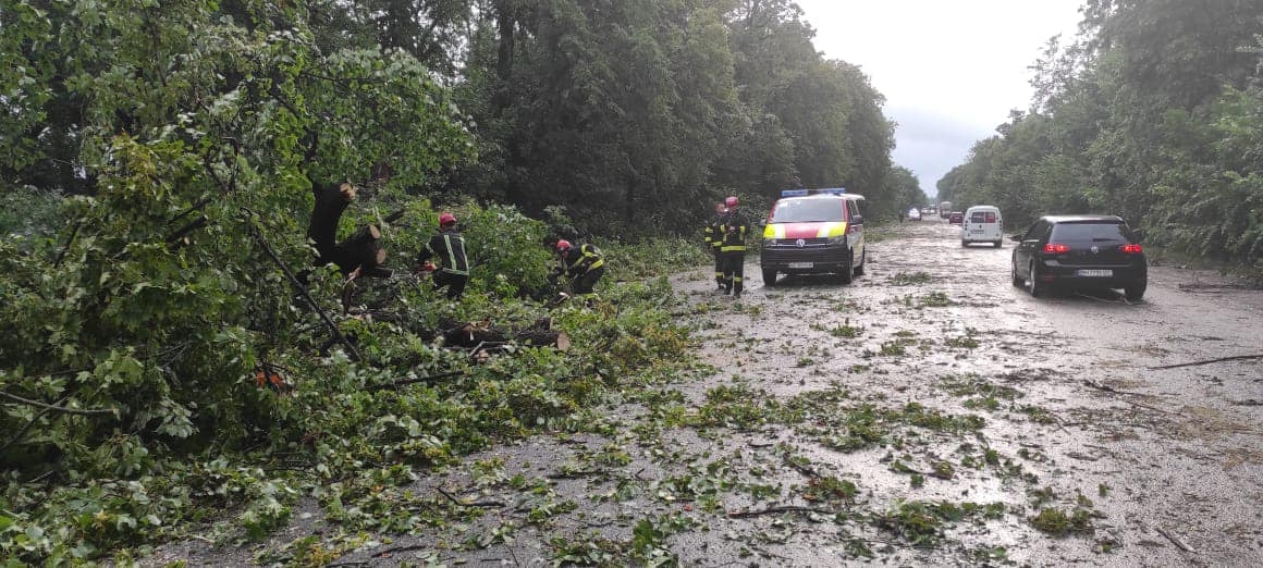 У Вінницькому районі вітер повалив на дорогу понад півсотні дерев