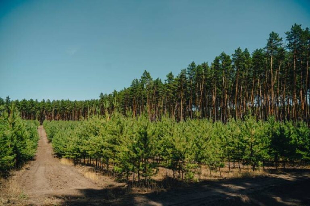 Директор філії “Центральний лісовий офіс” ДП “Ліси України” Володимир Касюхнич