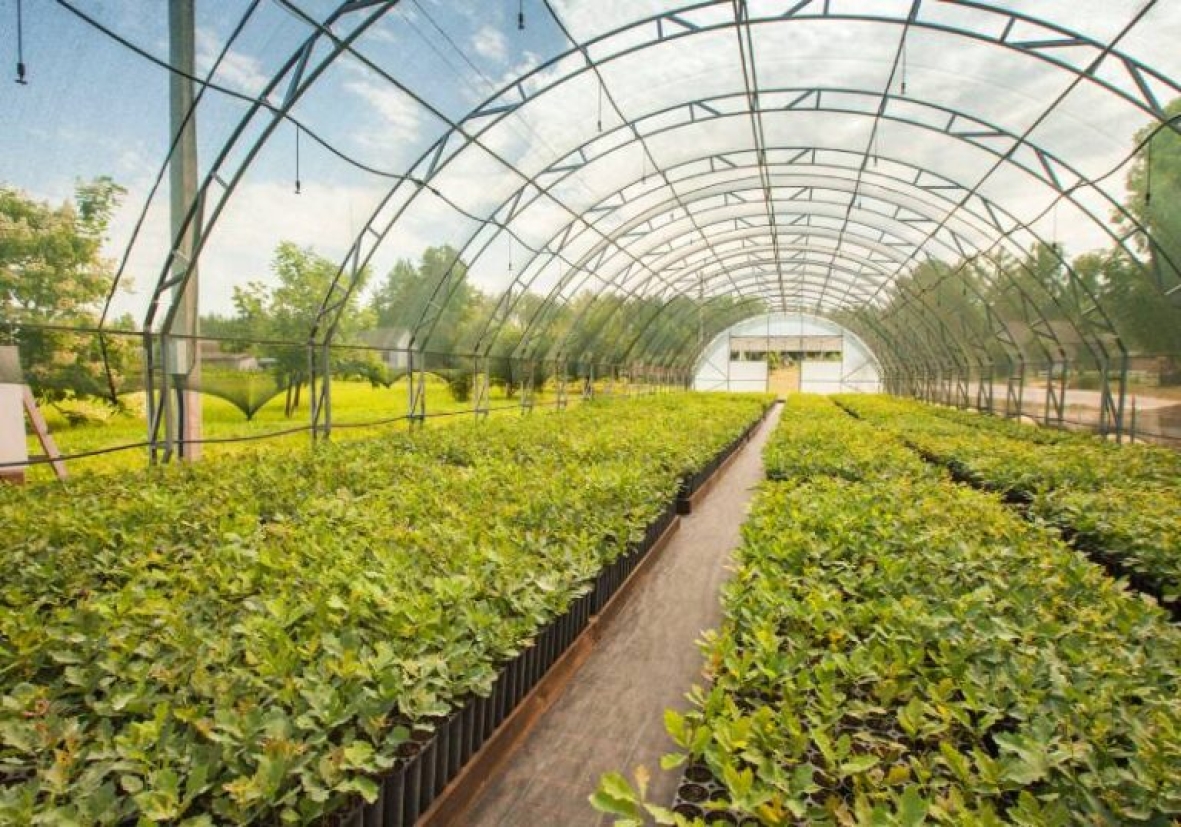 Директор філії “Центральний лісовий офіс” ДП “Ліси України” Володимир Касюхнич