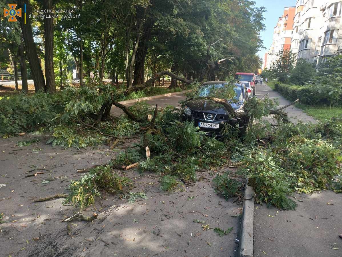 У Вінниці в районі Поділля дерево впало на автомобіль