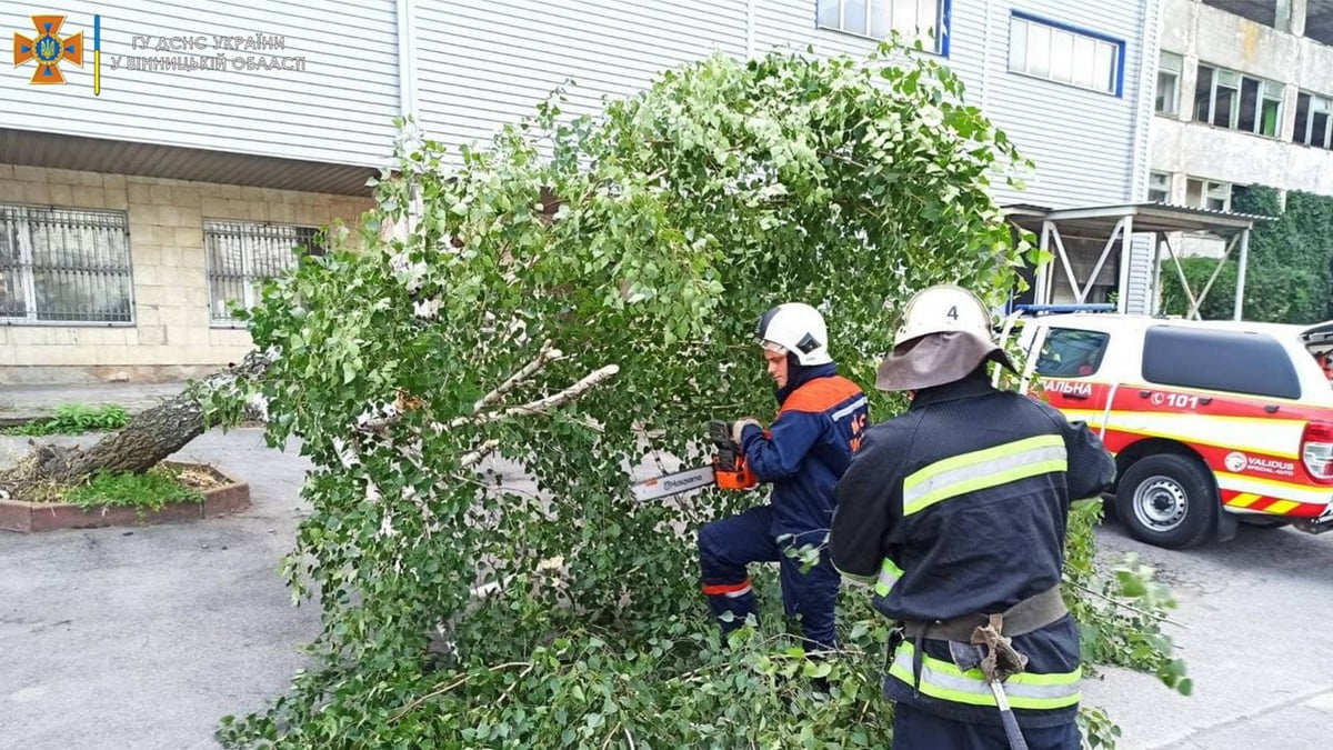 У Вінниці дерево впало на припаркований "Москвич"