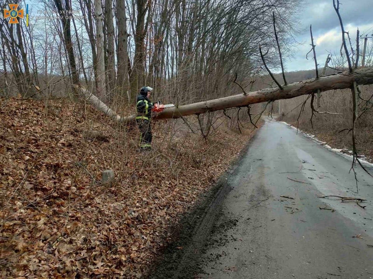 У Вінниці повалене вітром дерево впало на автомобіль