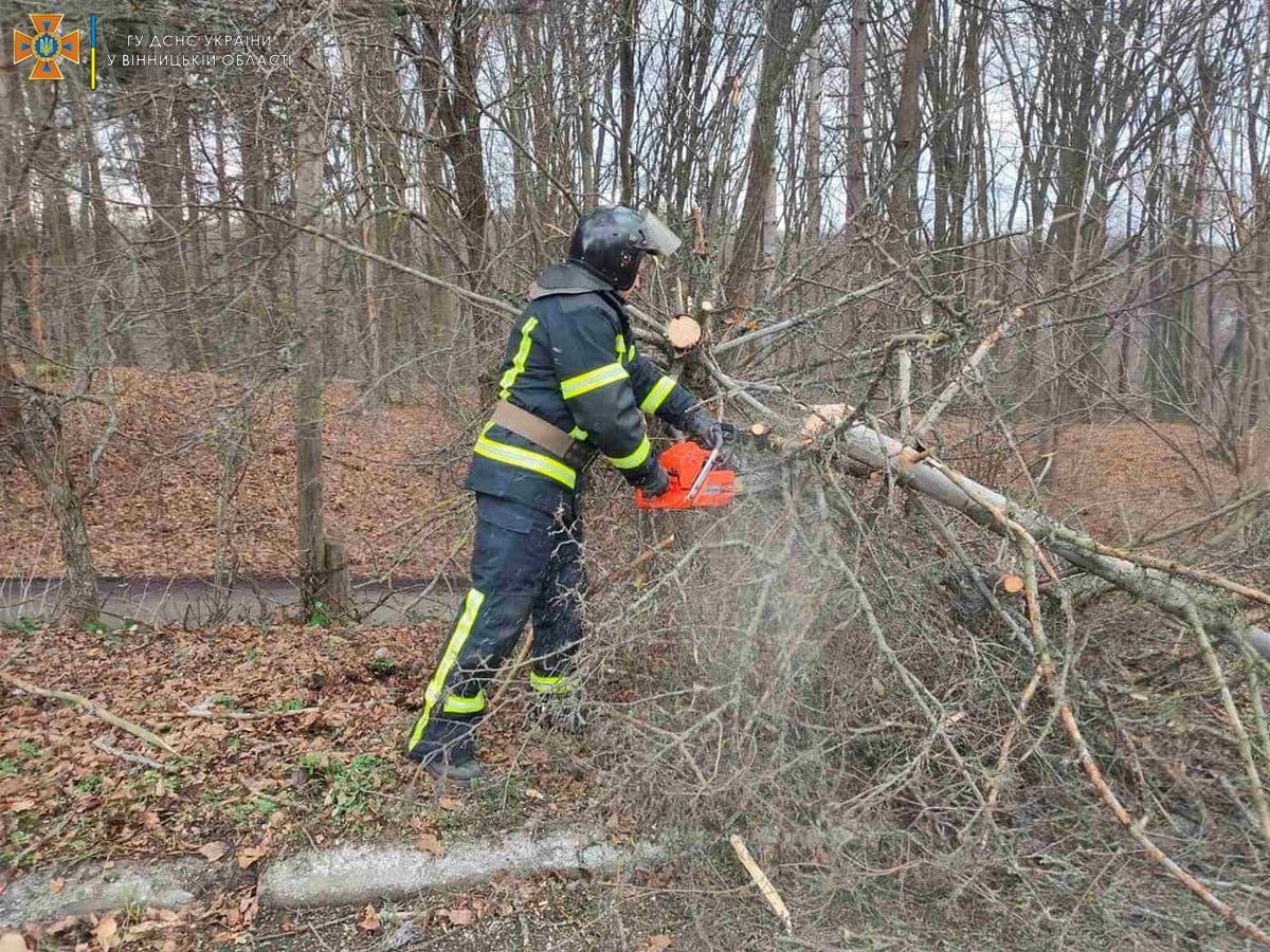 У Вінниці повалене вітром дерево впало на автомобіль