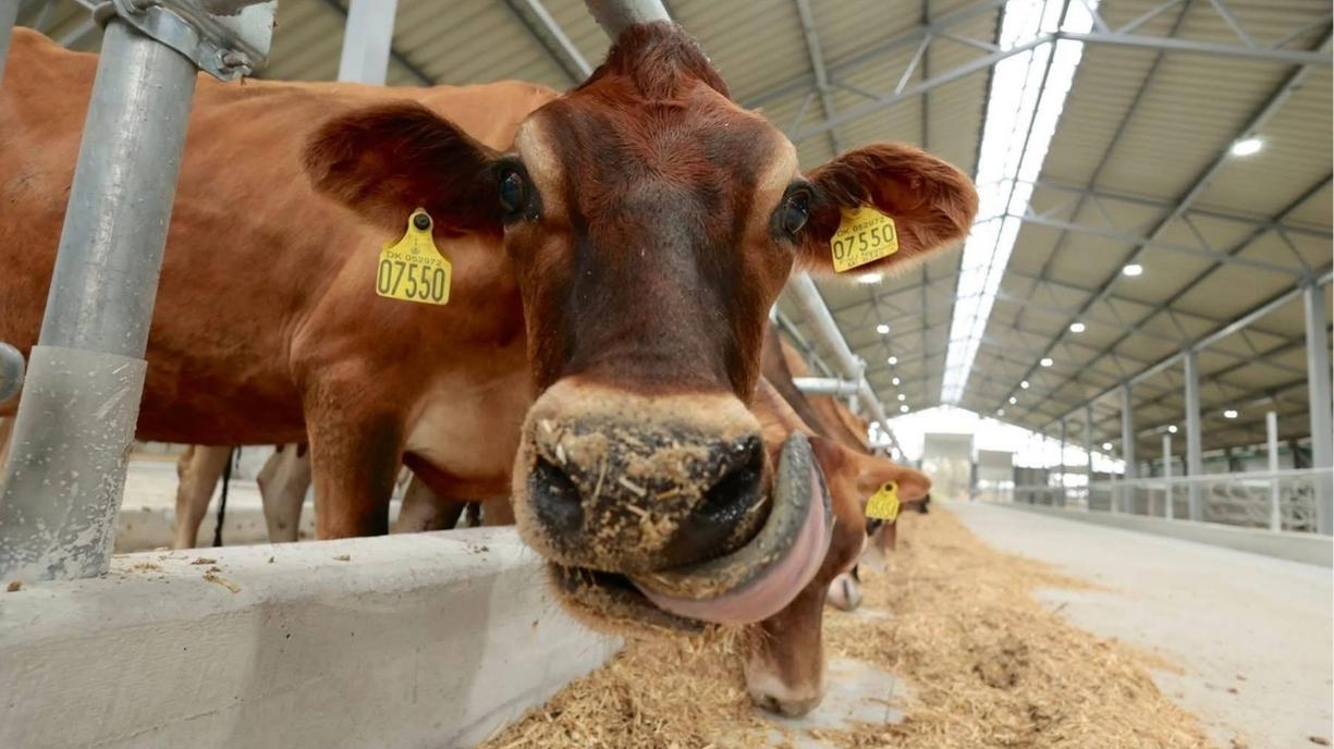 Перша з початку вторгнення: на Вінниччині відкрили унікальну ферму на 1200 голів