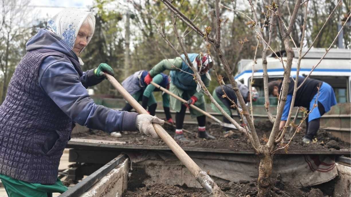 З Майдану Небесної Сотні до «Пироговки»: чому у Вінниці перемістили вуличні кашпо з деревами