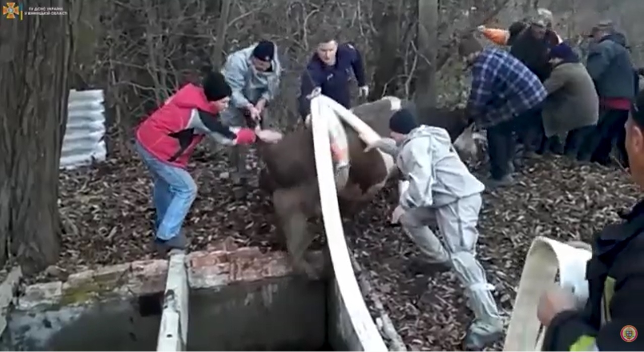 У Барському районі врятували корову, яка впала у водозабірник