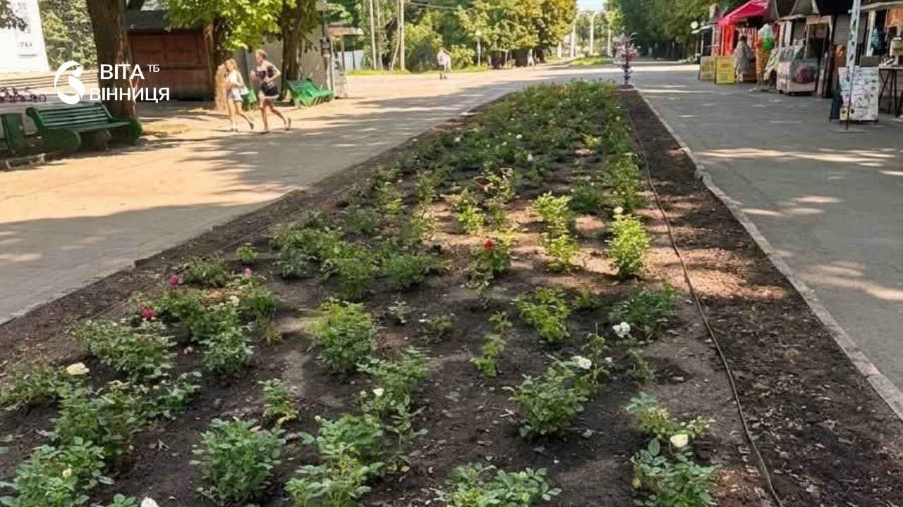 405 кущів троянд висадили біля Літнього театру у Центральному парку Вінниці
